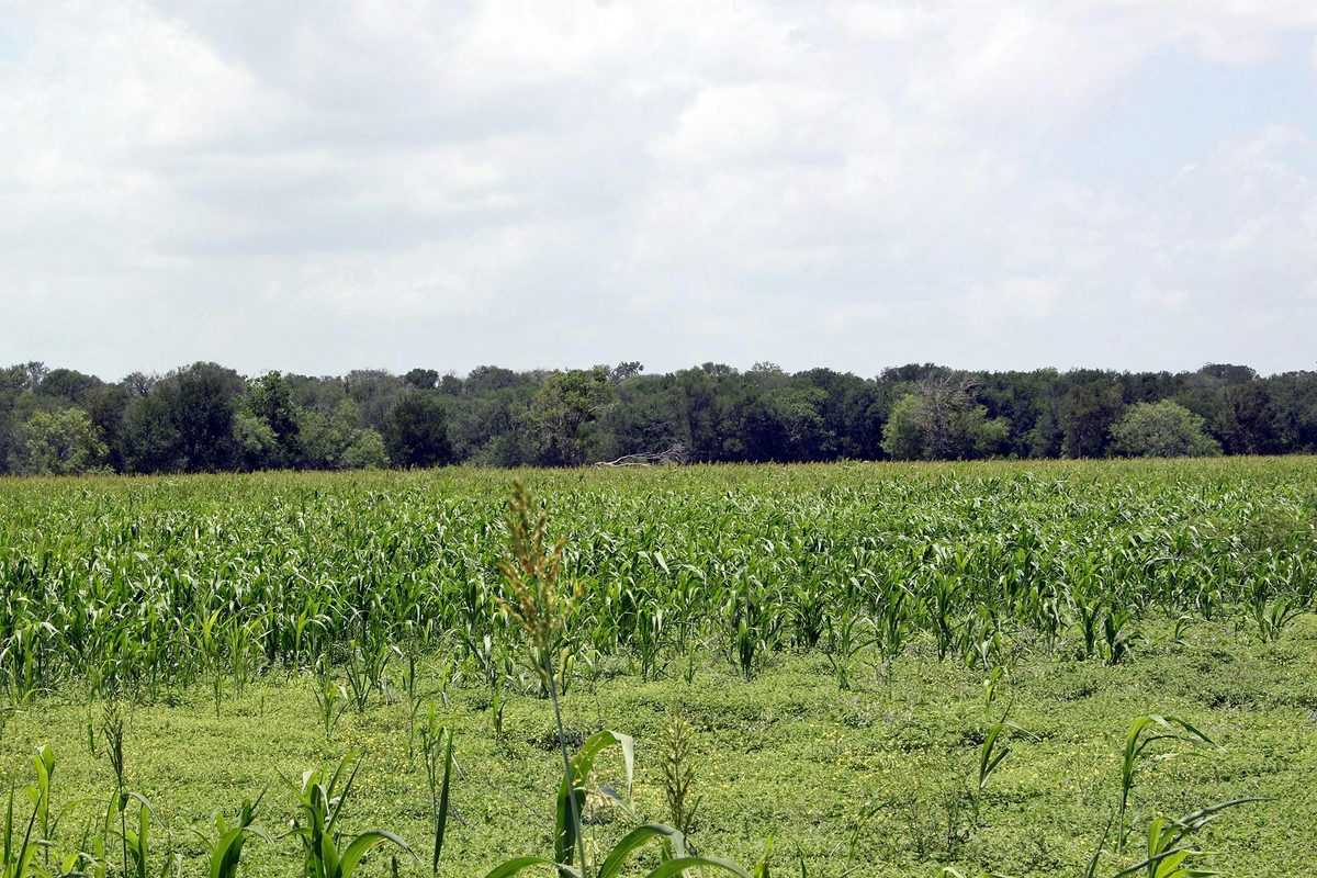 9411 FM 86 Hwy — photo 3