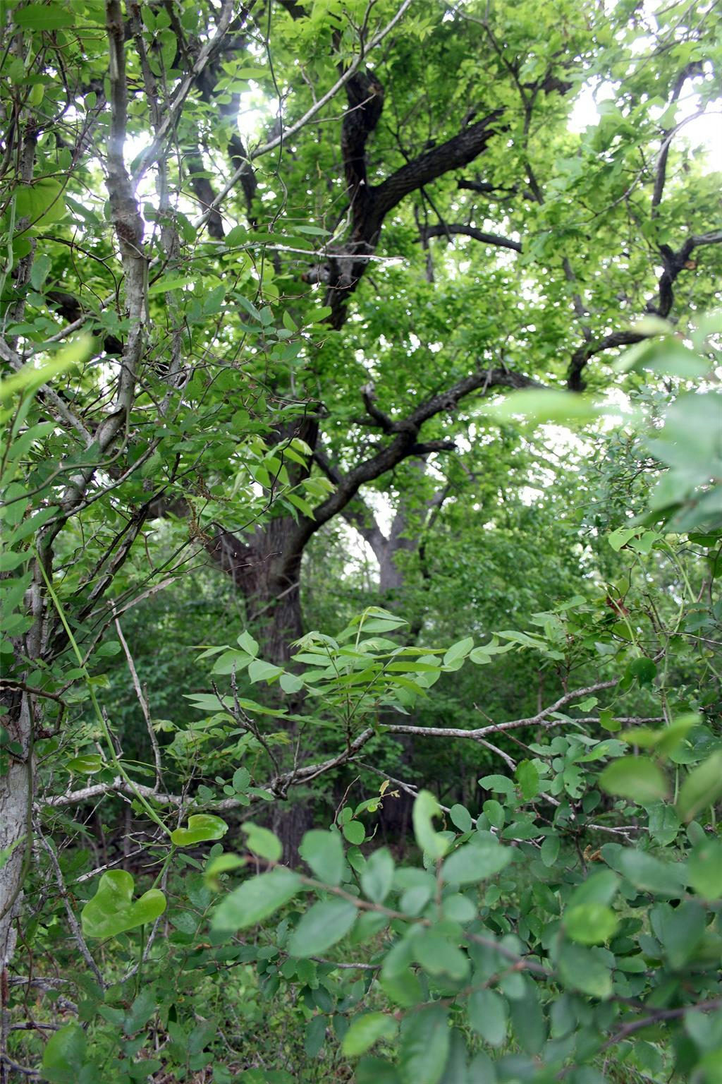 000 Brushy Branch Rd — photo 2