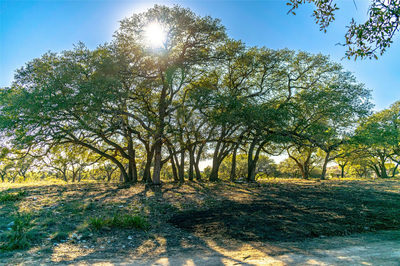 TBD 281 Hwy — photo 4