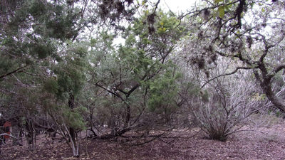 Lot 46 Mountain Wood — photo 5
