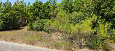 TBD Tall Forest Dr — photo 5