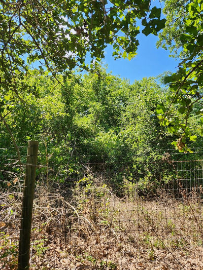 Lot-49 Flaming Oak Drive — photo 3