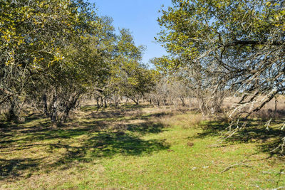 1422 RM 2766 — photo 4