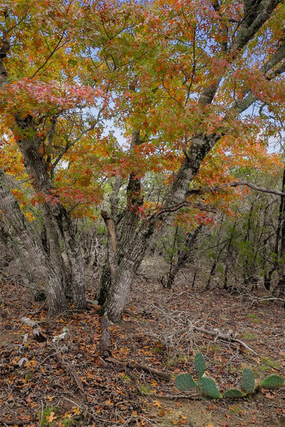 TBD Stagecoach Ranch Loop — photo 3