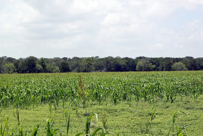 9411 FM 86 Hwy — photo 3