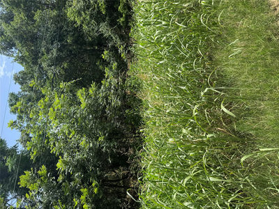Lot 908 Kahana Ln — photo 2