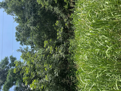 Lot 908 Kahana Ln — photo 3