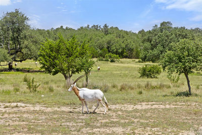 Lot 162 Legacy Hills — photo 3