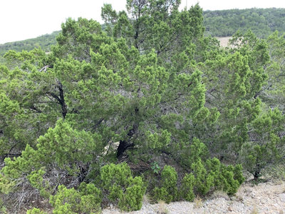 8607 Teton Pass — photo 4