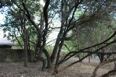 11502 Bee St — photo 3
