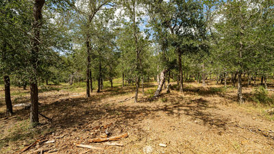 3980 (Tract 5) Fm 3158 — photo 5