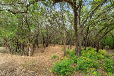1707 Lipan Trl — photo 5