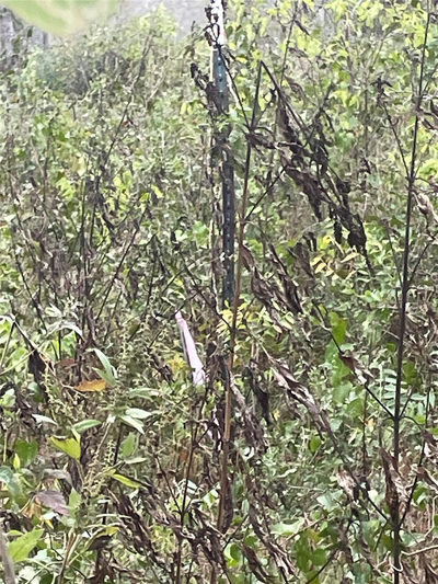 0000 Balch Rd — photo 3