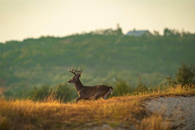 518 Curly H Ranch Rd — photo 3