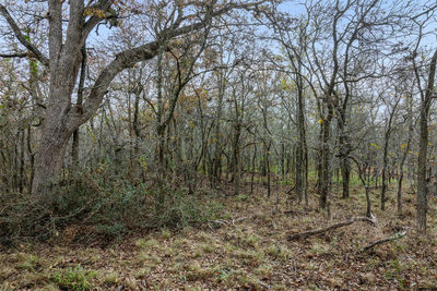 1088 Bugtussle Ln — photo 4