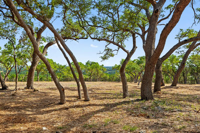 9475 FM 32, Lot 9 — photo 5