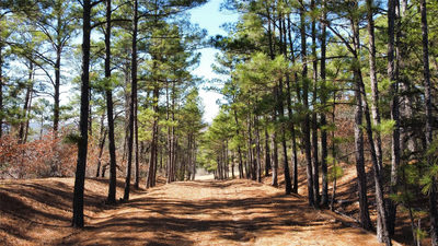 0 Pine Lodge Drive Lot 26 — photo 4