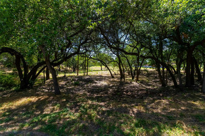 420 Blanco River Ranch Blvd — photo 5