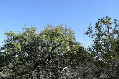 TBD Cheyenne Trl — photo 2
