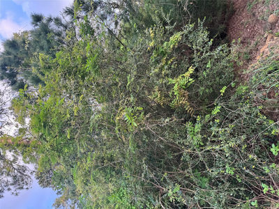 Lot 1386 N Pahihi Dr — photo 4