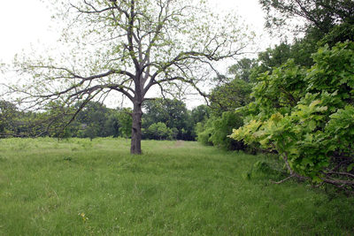 000 Brushy Branch Rd — photo 4