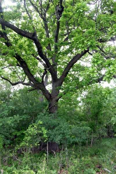 000 Brushy Branch Rd — photo 5