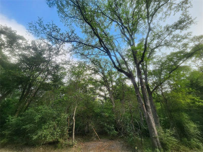 TBD Post Oak Rim Dr — photo 4