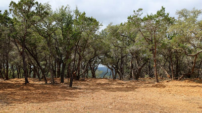 Tract 4 Buttercup Ln — photo 2
