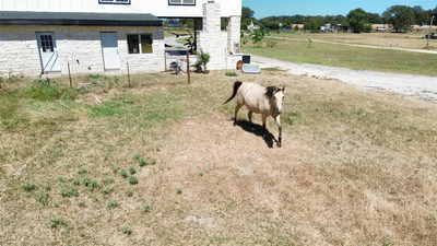 1228 Fm 969 — photo 4