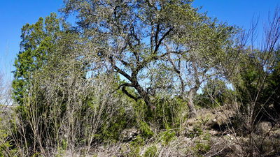 2506 Geronimo Trl — photo 4