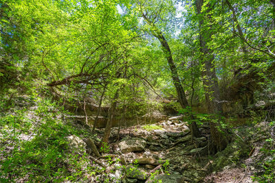 301 Blessing Ranch Rd — photo 4