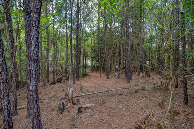 TBD Kipahulu Dr #2 — photo 4