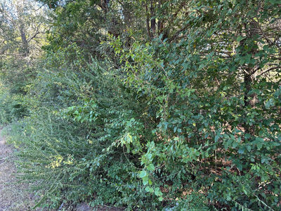 LOT 9 Robin Run — photo 4