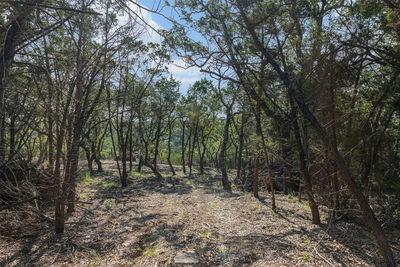 Tract 4 Mount Olive School Rd — photo 4