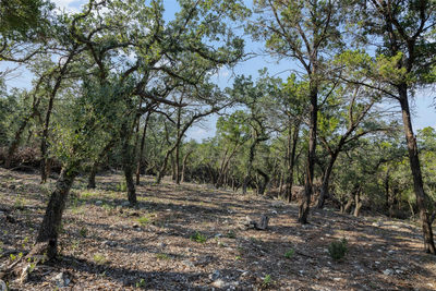 Tract 4 Mount Olive School Rd — photo 5