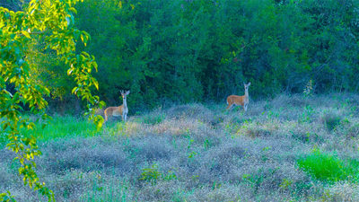 TBD County Road 243 — photo 3