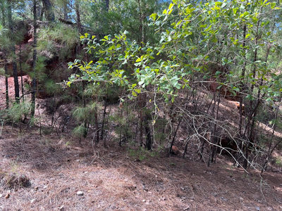 TBD Okoe Ct W — photo 3