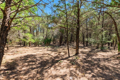 12 Acres Mt. Pleasant — photo 3