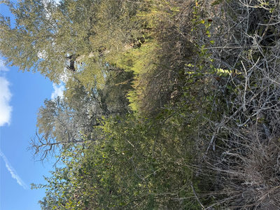 Lot 539 Palikea Cir — photo 3