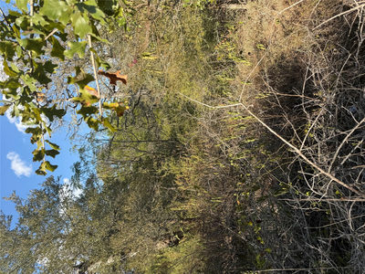 Lot 539 Palikea Cir — photo 4