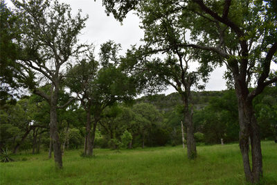 10430 Ranch Road 2341 Rd — photo 5