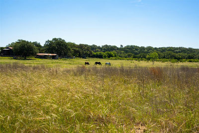 1294 Crabapple Road Rd — photo 5