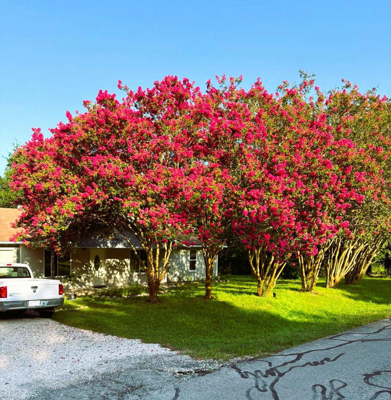 12613 Crystal Creek Dr — exterior